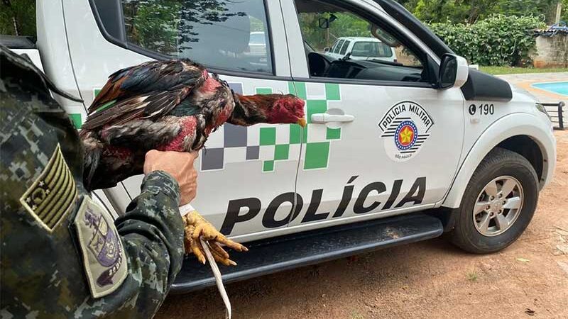 Sitiante é multado por manter galos de briga em situação de maus-tratos em Marília — Foto: Polícia Ambiental/Divulgação