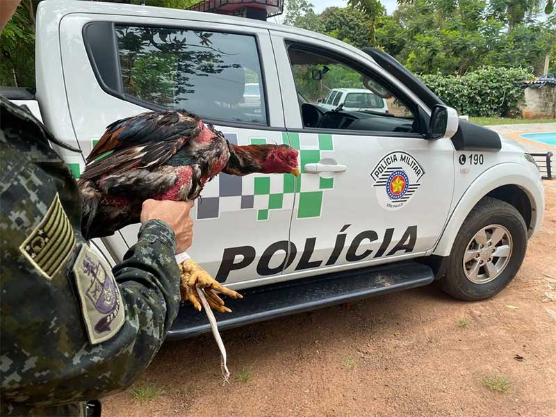 Sitiante é multado por promover rinha de galos em Marília, SP