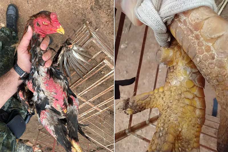 Aves apresentavam ferimentos e tinham partes do corpo cortadas — Foto: Polícia Ambiental/Divulgação