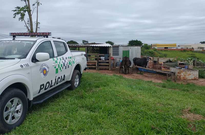 Segundo a polícia, no sítio foram encontrados materiais que indicam a realização de rinhas de galo — Foto: Polícia Ambiental/Divulgação