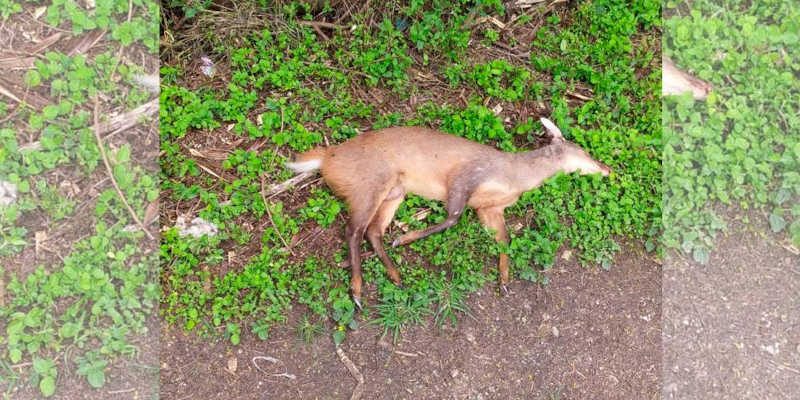 Veado-catingueiro é encontrado morto nas proximidades do rio Tietê, em Mogi das Cruzes, SP