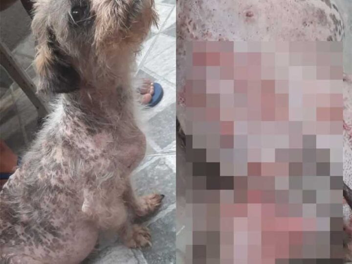 Casal dava bitucas de cigarro para cadela comer e animal morre com câncer e doenças no fígado, rins e pâncreas em Santos — Foto: PG no Grau