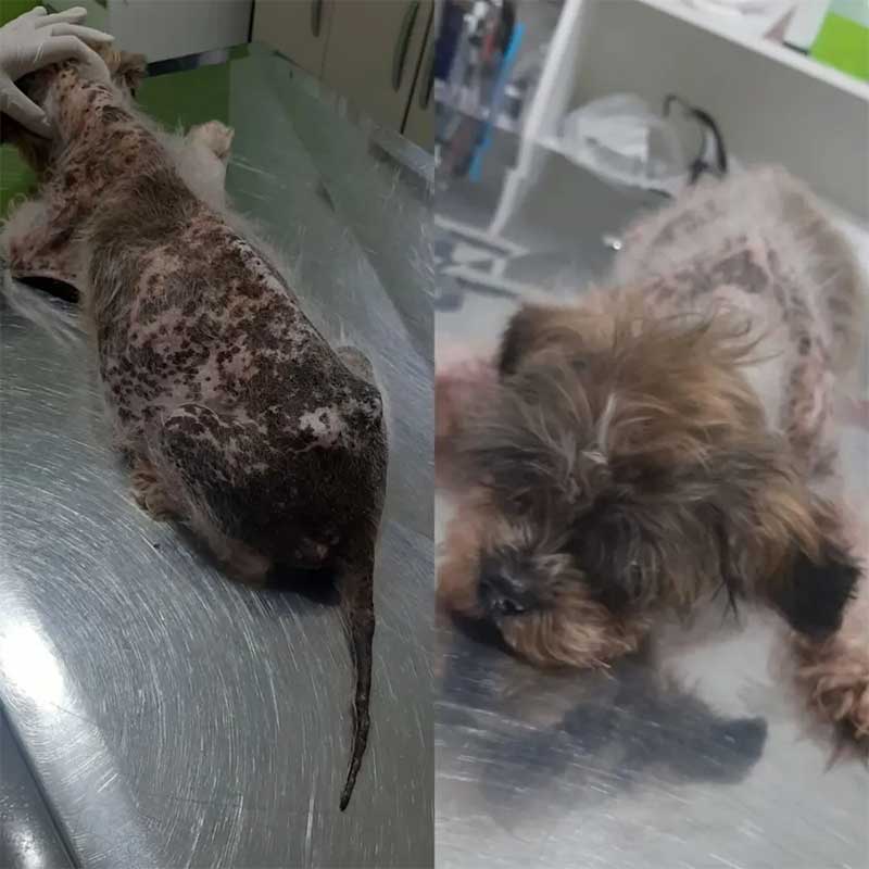 Cachorra chamada de Cacau foi diagnosticada em Praia Grande (SP) com câncer, sarna negra e problemas em órgãos — Foto: PG no Grau