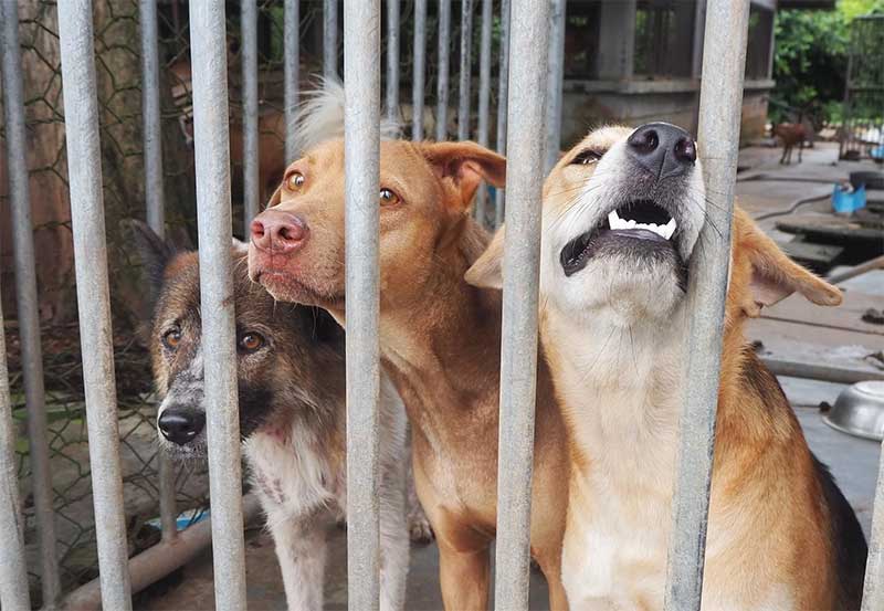 Município de São Luís (MA) é condenado por omissão em maus-tratos a animais