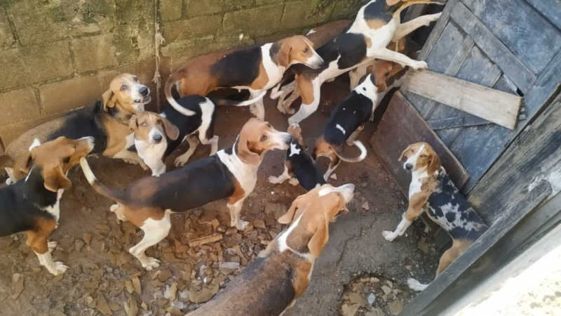 Polícia Civil recuperou 17 cães utilizados por caçadores para capturar animais da fauna — Foto: Polícia Civil/Divulgação