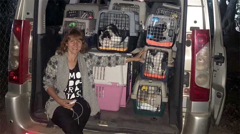 Publicitária trouxe a Ribeirão Preto, SP, 25 animais resgatados no Chile — Foto: Divulgação/Arquivo pessoal