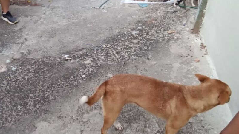 Homem é preso por maus tratos a cachorros em Rio Claro