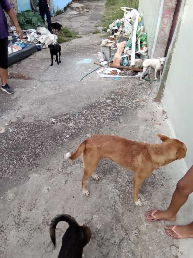 Homem é preso por maus-tratos a cachorros em Rio Claro, SP