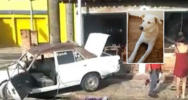 Campanha em Rio Claro (SP) busca novo lar para cão após tutor morrer em acidente
