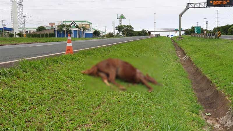 ATROPELAMENTO: Motoqueiro e motorista bêbados atropelam e matam cavalo na Washington Luís, em Rio Preto (SP). Foto: Luiz Aranha/Gazeta do Interior