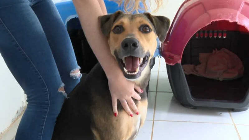 Cachorro disponível para adoação em São Carlos foi atendido por ONG — Foto: Nilson Porcel/EPTV