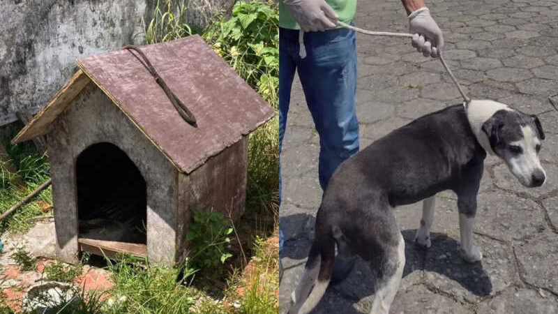 Animal estava em situação de maus-tratos, no bairro Vila Margarida, em São Vicente (SP) — Foto: Prefeitura de São Vicente/Divulgação