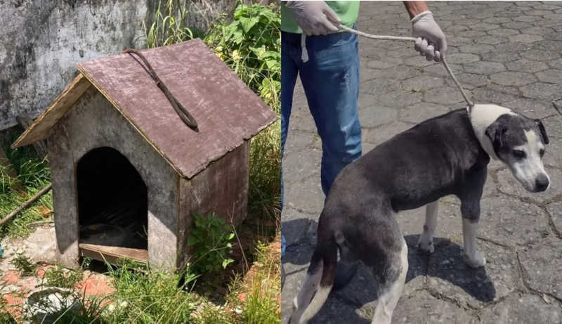 Cão idoso vítima de maus-tratos é resgatado em terreno no litoral de SP; VÍDEO