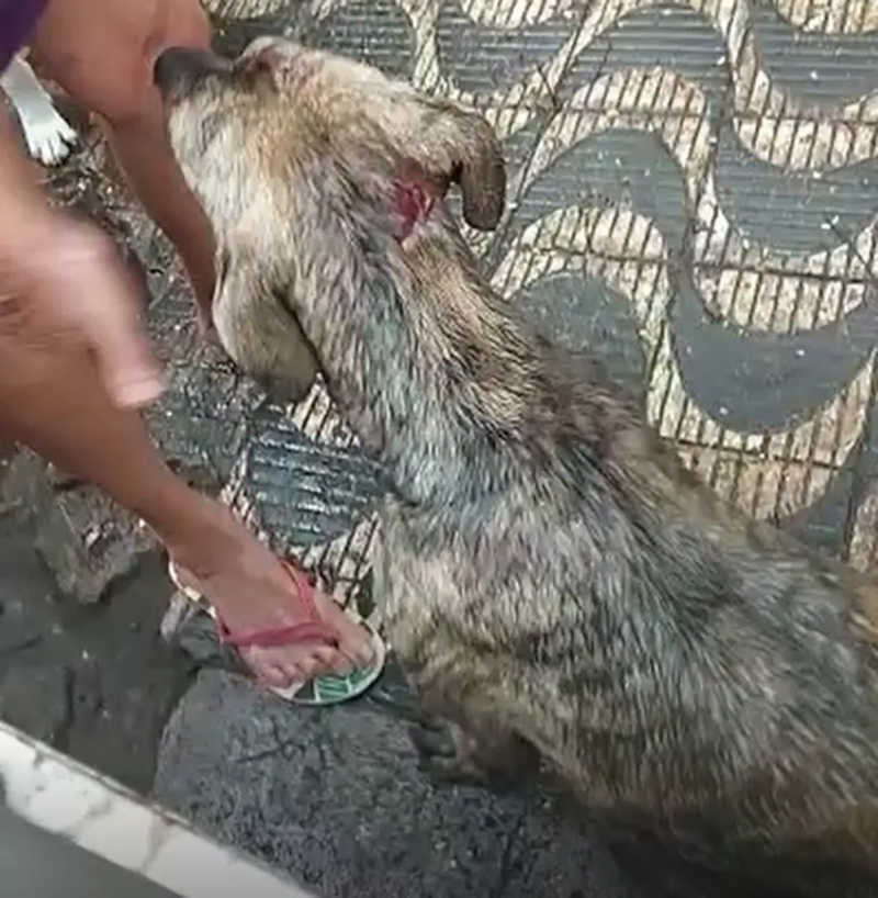 Mulher mata o próprio cachorro com golpes de faca e esconde animal em saco de ração em São Vicente — Foto: Reprodução