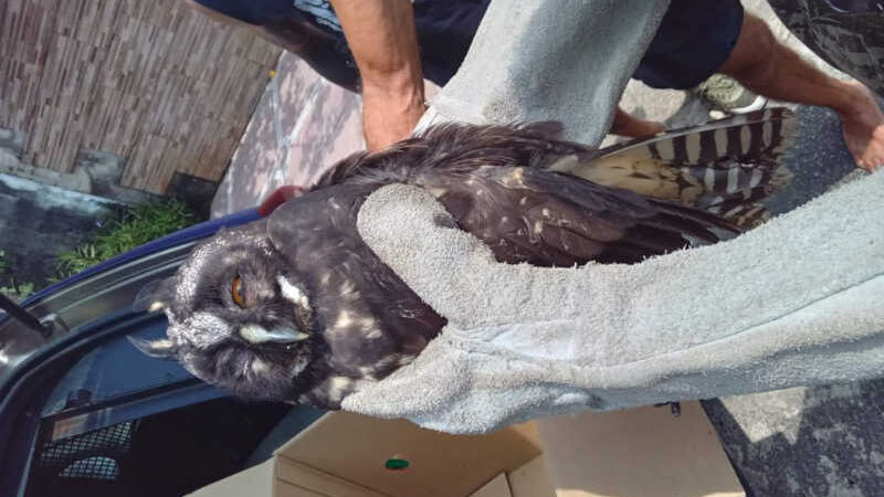 Equipe ambiental da GCM é acionada pelo CCO e resgata coruja com pata machucada