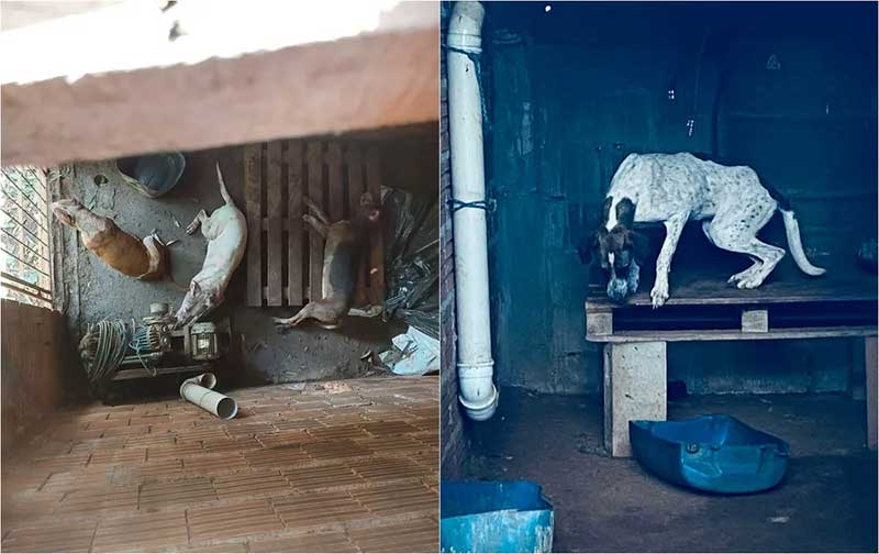 Quatro cachorros usados em caçadas e com sinais de maus-tratos são resgatados no interior de SP