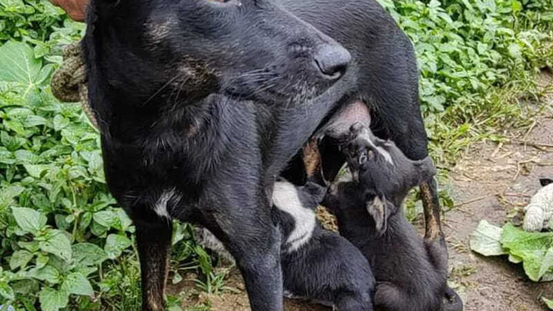 Cadela e cinco filhotes estavam abandonados em barranco no Jardim Varan — Foto: Prefeitura de Suzano/Divulgação