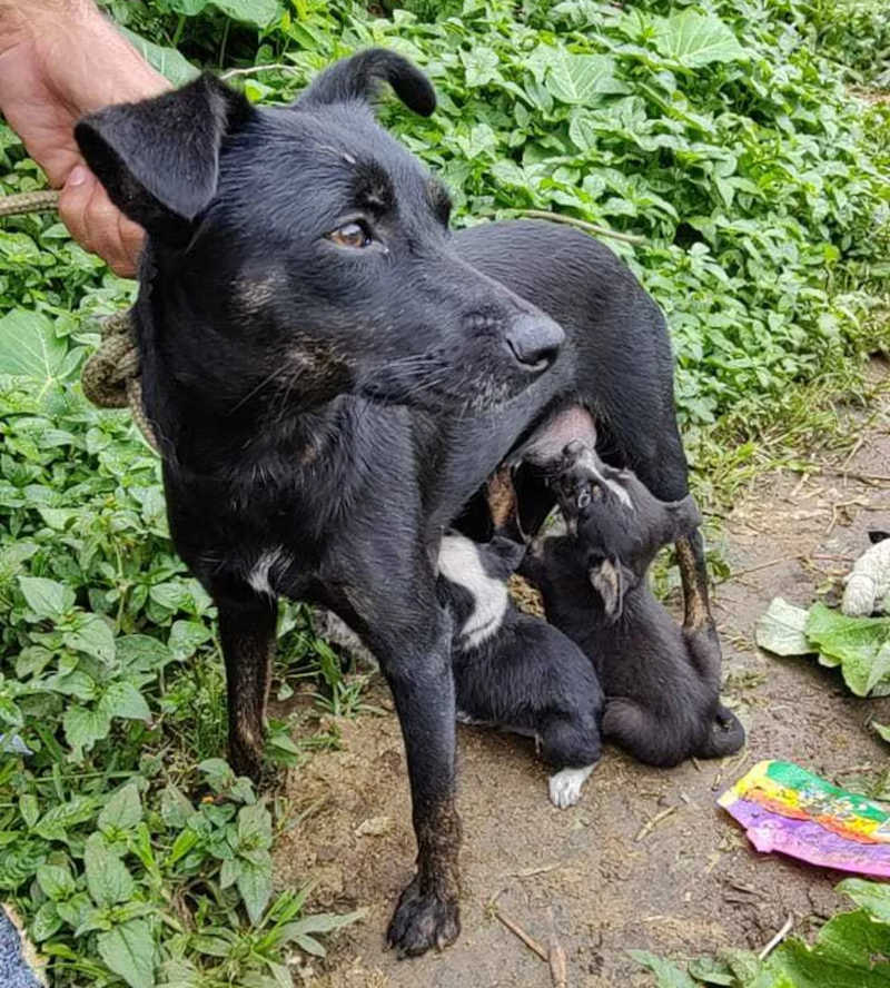 Defesa Civil resgata cães abandonados em barranco no Jardim Varan, em Suzano, SP