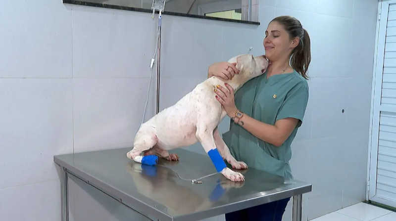 Medicado, o cão Thor lambe profissional em clínica veterinária em Taquaritinga, SP — Foto: Chico Escolano/EPTV