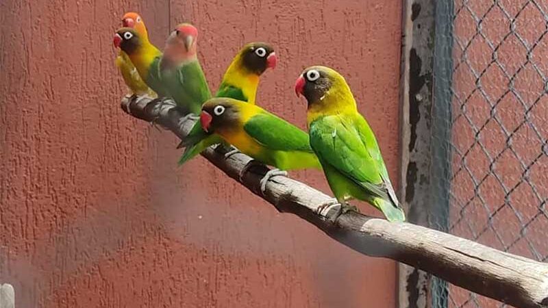 PM Ambiental apreende 85 aves e multa responsável em R$ 21 mil em Taubaté — Foto: Divulgação