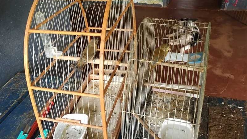 Homem foi autuado em R$ 1 mil por manter duas aves silvestres em cativeiro, em Tupi Paulista (SP) — Foto: Polícia Ambiental