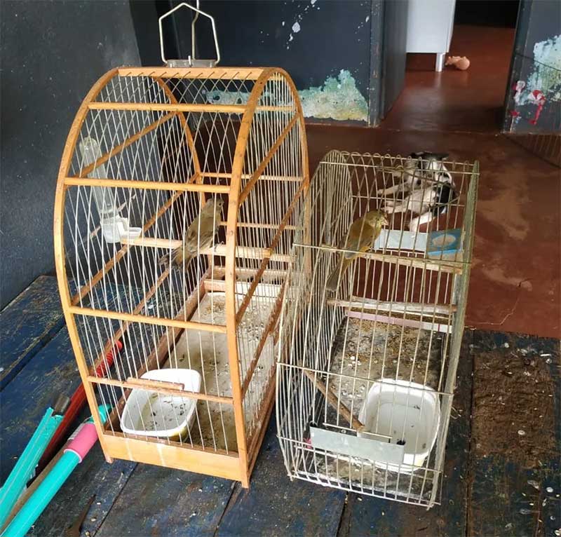 Homem é autuado em R$ 1 mil por manter aves silvestres em cativeiro, em Tupi Paulista, SP
