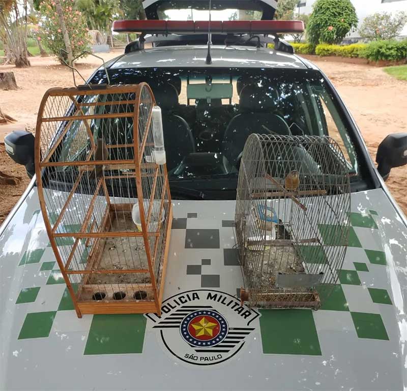 Homem foi autuado em R$ 1 mil por manter duas aves silvestres em cativeiro, em Tupi Paulista (SP) — Foto: Polícia Ambiental
