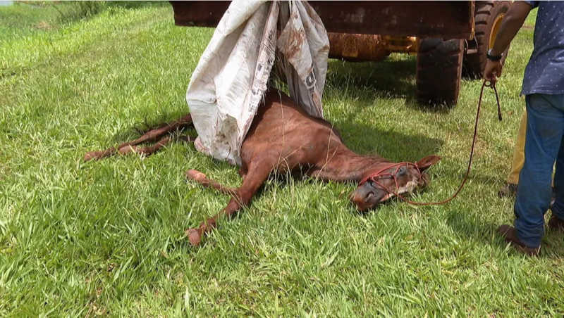 Morre égua resgatada em situação de maus-tratos em São Joaquim da Barra, SP; polícia investiga o caso