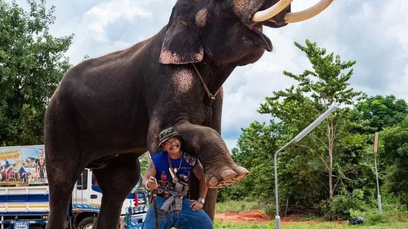 O elefante Kwanmueang e seu 'mahout', Lek, voltaram para a cidade natal dele quando a pandemia começou