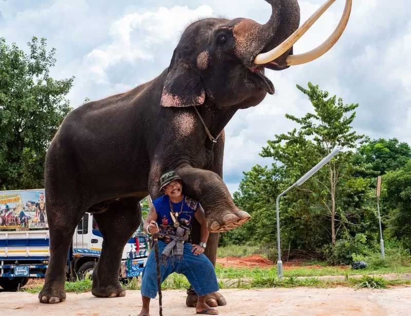 O futuro incerto dos elefantes treinados para entreter turistas na Tailândia