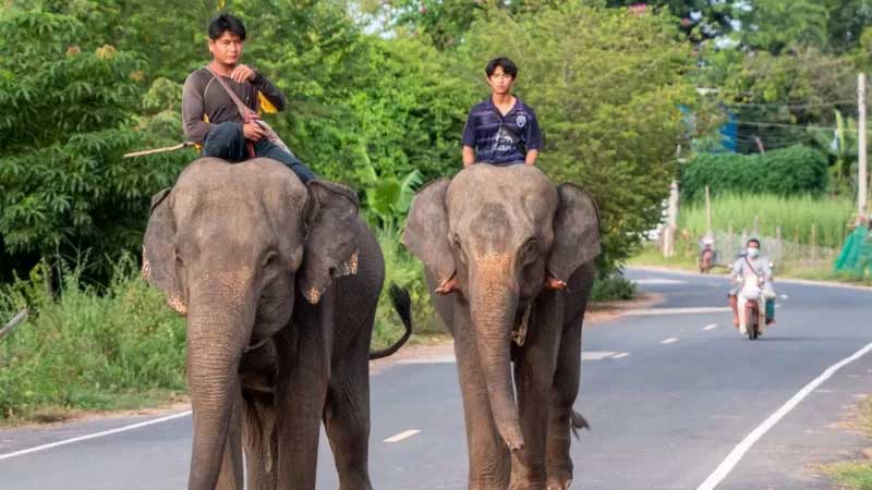 Os elefantes estão por toda parte em Surin