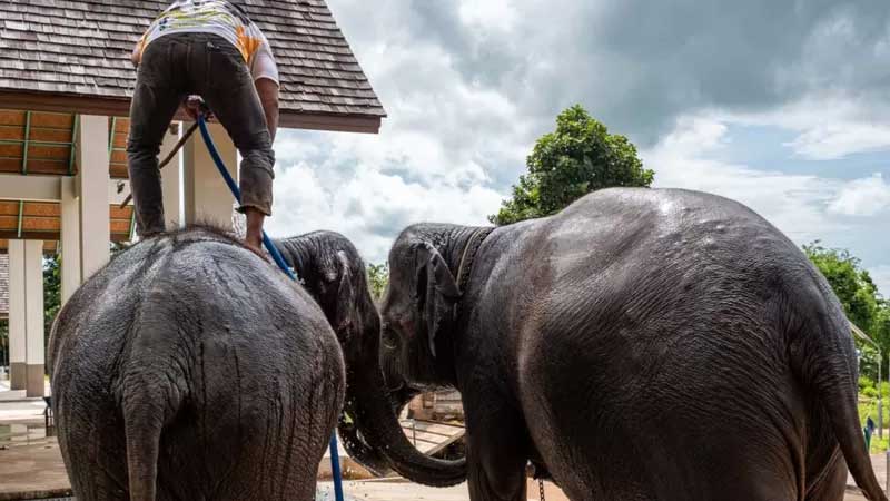 Os elefantes cativos da Tailândia não seriam capazes de viver de forma independente na natureza