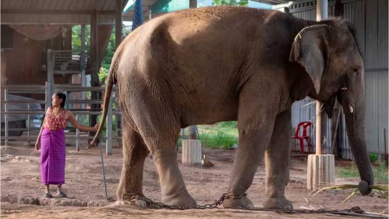 Alguns elefantes são acorrentados para impedi-los de sair vagando por aí— o que é alvo de críticas de grupos de direitos humanos