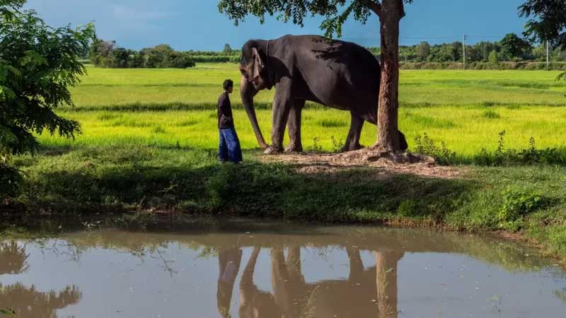 A Tailândia costumava ter cerca de 100 mil elefantes vivendo na natureza