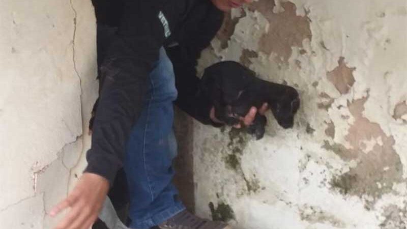 Animais vítimas de maus-tratos e abandono são resgatados em Araguaína, TO; um já estava morto