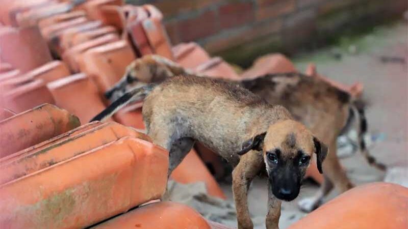 Filhotes de cães são encontrados debilitados e cheios de carrapatos em casa de Araguaína, TO