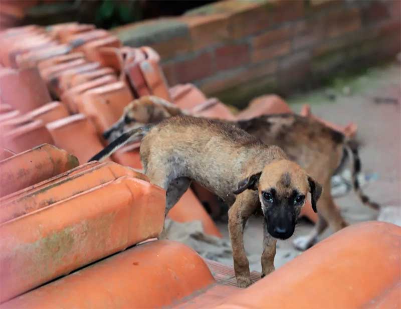 Filhotes de cães são encontrados debilitados e cheios de carrapatos em casa de Araguaína, TO