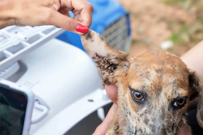 Animais estavam cheios de carrapatos — Foto: Marcos Sandes/Secom Araguaína