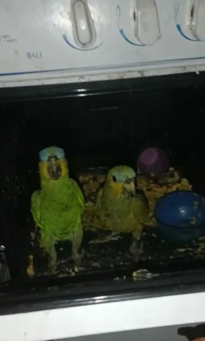 Dois papagaios são encontrados dentro de fogão e tutor é autuado por maus-tratos em TO; VÍDEO
