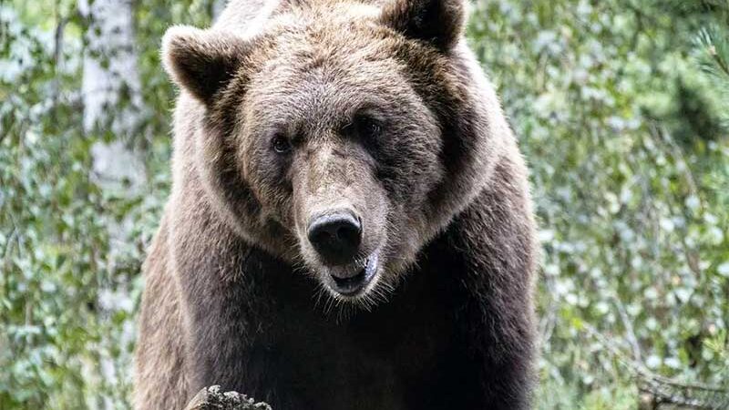 IMAGEM ILUSTRATIVA. Urso ataca funcionário de zoológico — Foto: Pixabay