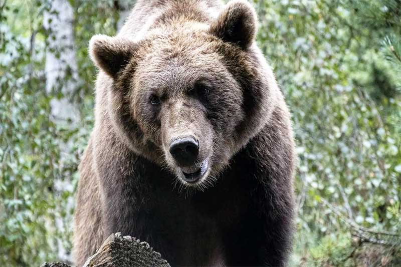 Cuidador de zoológico entra em jaula para alimentar urso e é morto pelo animal