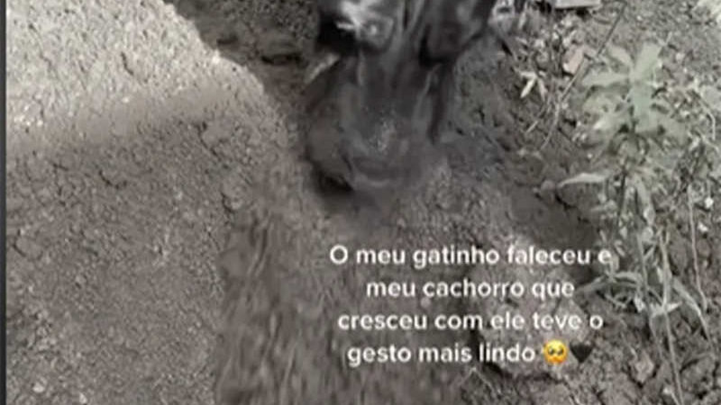 Vídeo publicado por influenciadora de seu cão enterrando o amigo gato emocionou internautas — Foto: Reprodução/ ITkTok @giovannasluzek