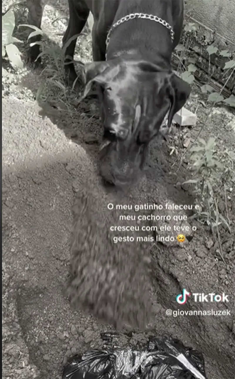 Vídeo de cão enterrando gato amigo emociona internautas