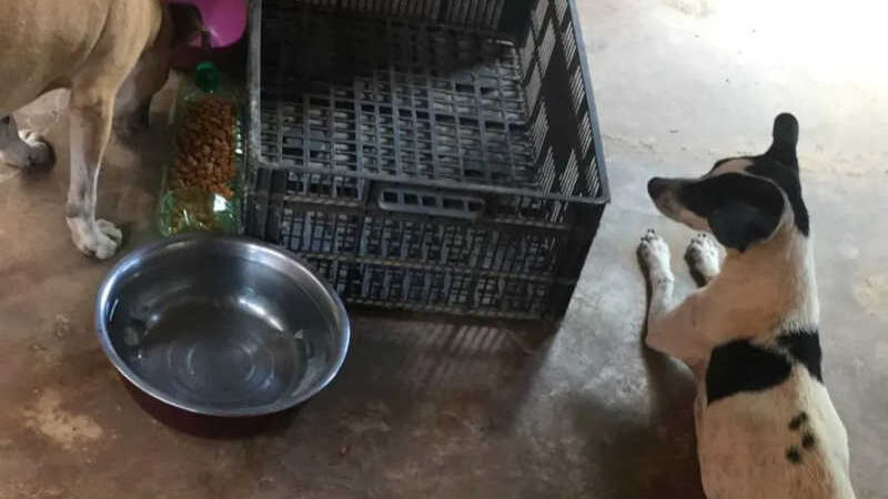 ONG que cuida de animais abandonados no AC tem dívida de R$ 31 mil e pode fechar por falta de doações