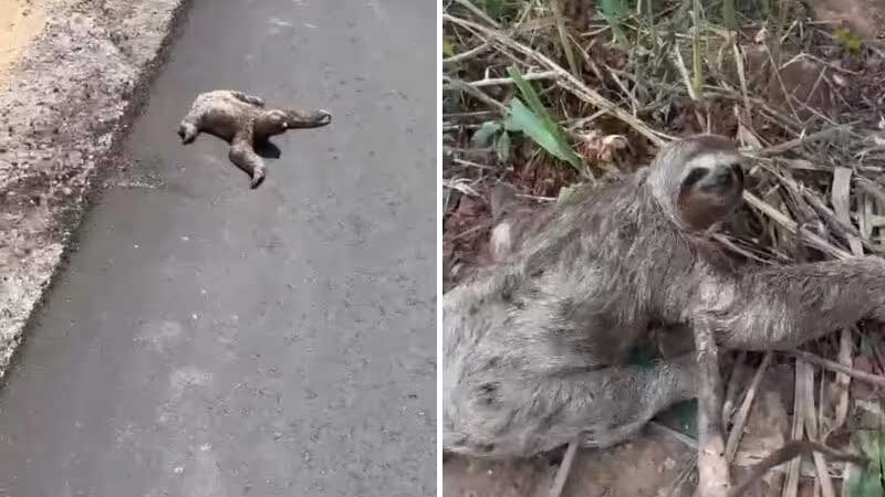 Mulher salva bicho-preguiça em perigo na estrada e animal agradece. VÍDEO