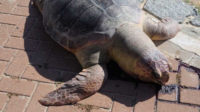 Tartaruga é encontrada morta por populares na Praia de Ponta Verde, em Maceió, AL