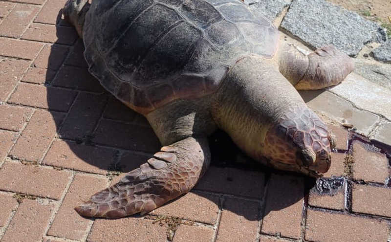 Tartaruga é encontrada morta por populares na Praia de Ponta Verde, em Maceió, AL