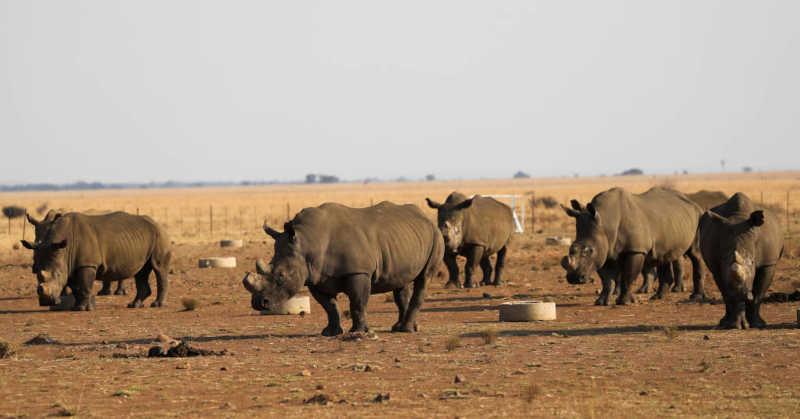 Caça de rinocerontes registra leve declínio da África do Sul