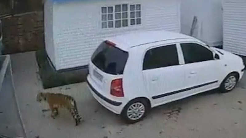Imagens de camêras de segurança mostram o tigre próximo a um carro Foto: Reprodução