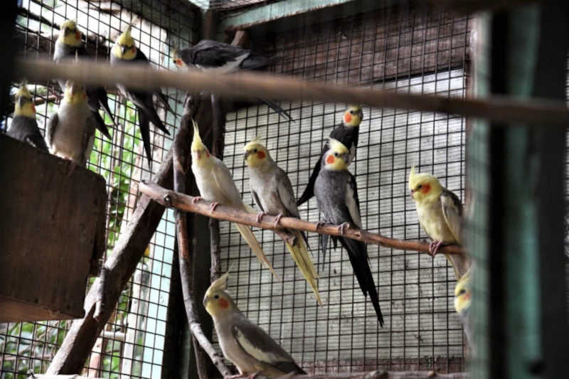 Também foram encontrados pássaros no criadouro clandestino (imagem: divulgação/Brown Online)